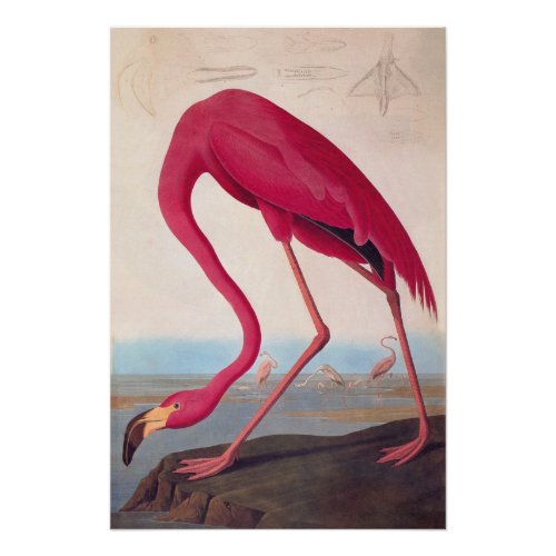 Vintage Audubon Bookplate American Flamingo Poster