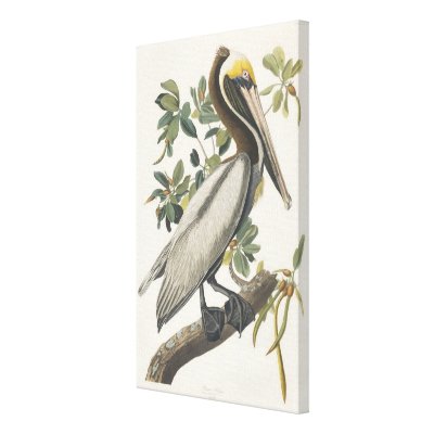 John James Audubon Brown Pelican Vintage Bird Art