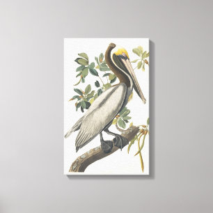 Vintage Audubon Brown Pelican Art Canvas Print