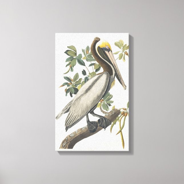 Vintage Audubon Brown Pelican Art Canvas Print (Front)