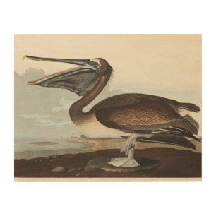Vintage Audubon Brown Pelican Coastal Bird Art