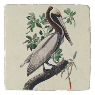 Vintage Audubon Brown Pelican Coastal Bird Art Trivet