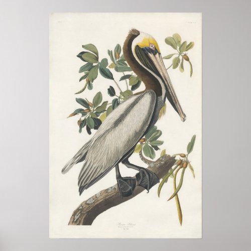 Vintage Audubon Brown Pelican Poster Art