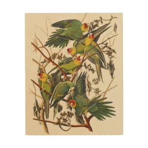 Vintage Audubon Carolina Parakeet Bird Art