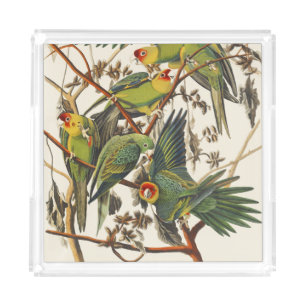 Vintage Audubon Carolina Parakeet Bird Art Acrylic Tray