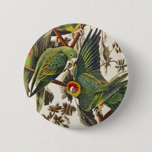 Vintage Audubon Carolina Parakeet Bird Art Button