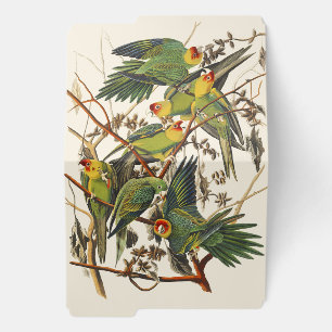 Vintage Audubon Carolina Parakeet Bird Art File Folder
