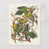 Vintage Audubon Carolina Parakeet Bird Art