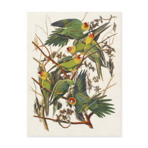 Vintage Audubon Carolina Parakeet Bird Art Postcard