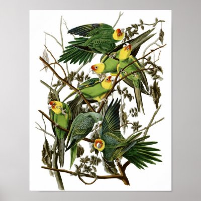 Audubon discount carolina parakeet