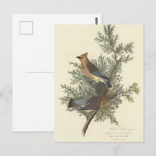 Vintage Audubon Cedar Waxwing Bird Nature Art Postcard
