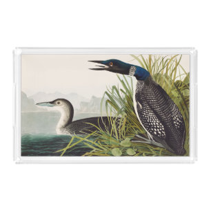 Vintage Audubon Common Loon Bird Nature Art Acrylic Tray