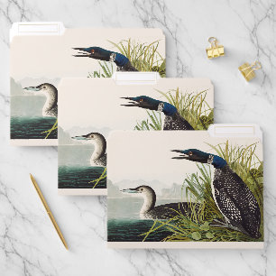 Vintage Audubon Common Loon Bird Nature Art File Folder