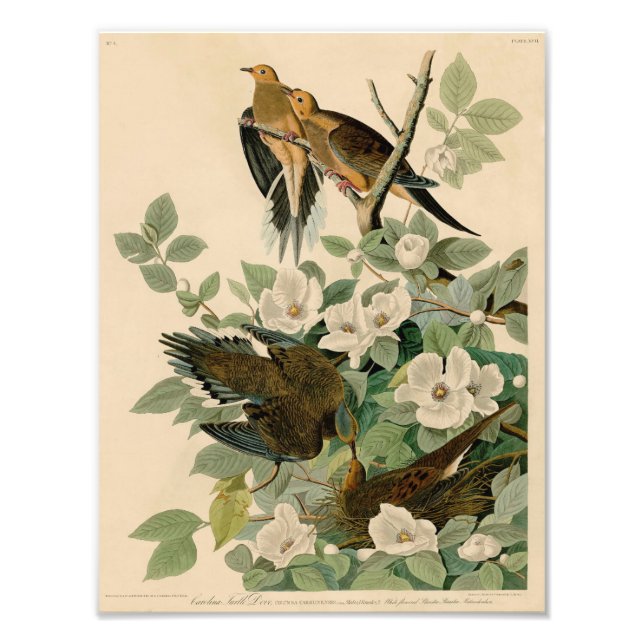 Vintage Audubon Illustration Carolina Turtle Dove Photo Print (Front)
