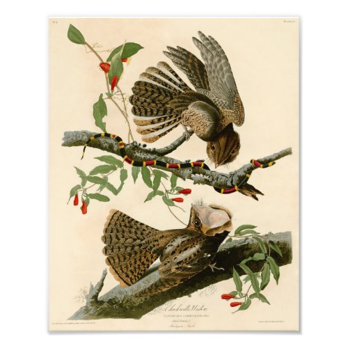 Vintage Audubon Illustration Chuck Wills Widow Photo Print