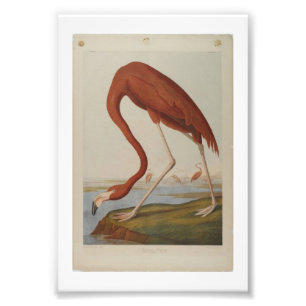 Vintage Audubon Illustration Flamingo Photo Print