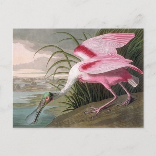 Vintage Audubon Illustration Spoonbill Bird Postcard