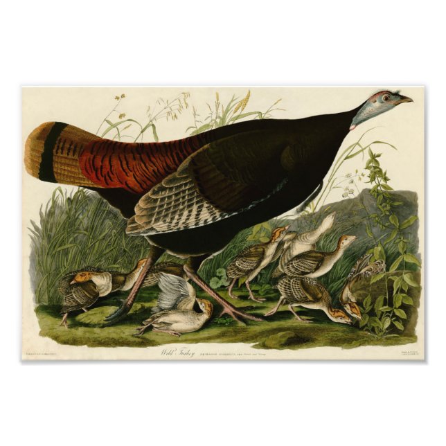 Vintage Audubon Illustration Wild Turkey Photo Print (Front)