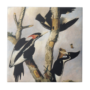 Vintage Audubon Ivory Billed Woodpecker Art Ceramic Tile