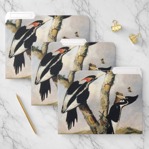 Vintage Audubon Ivory Billed Woodpecker Art File Folder
