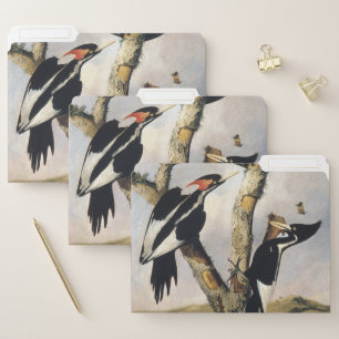Vintage Audubon Ivory Billed Woodpecker Art File Folder
