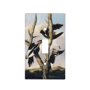 Vintage Audubon Ivory Billed Woodpecker Art Light Switch Cover