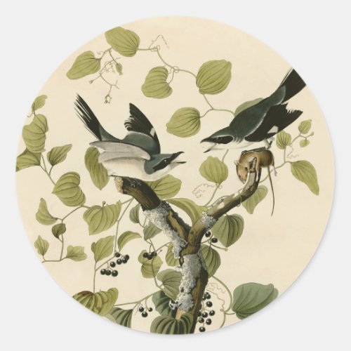 Vintage Audubon Loggerhead Shrike Painting Gift Classic Round Sticker