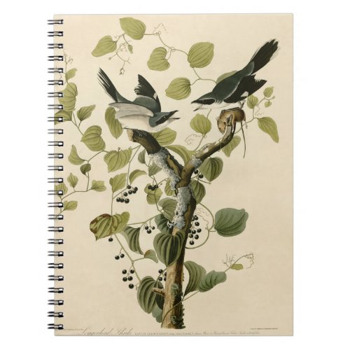 Vintage Audubon Loggerhead Shrike Painting Gift Notebook