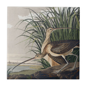Vintage Audubon Long-billed Curlew Bird Art Ceramic Tile