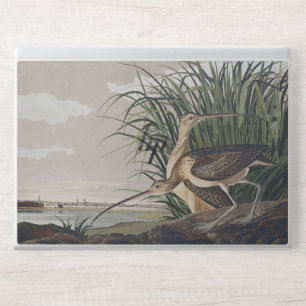 Vintage Audubon Long-billed Curlew Bird Art HP Laptop Skin