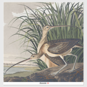 Vintage Audubon Long-billed Curlew Bird Art Sticker