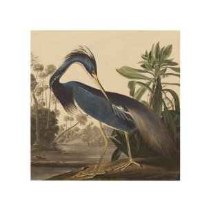 Vintage Audubon Louisiana Heron Bird Art
