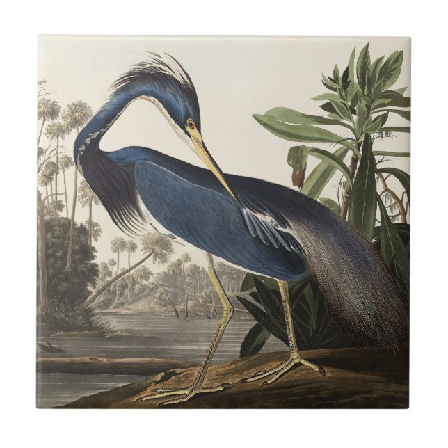 Vintage Audubon Louisiana Heron Bird Art Ceramic Tile (Front)