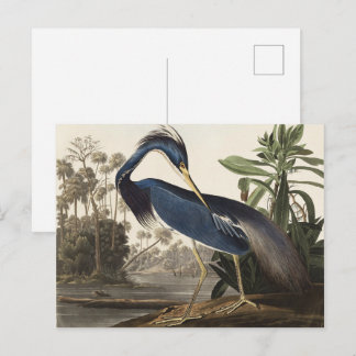 Vintage Audubon Louisiana Heron Bird Art Postcard