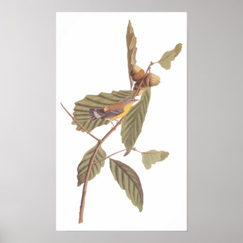Vintage Audubon Magnolia Warbler Bird Poster