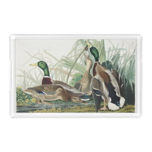 Vintage Audubon Mallard Duck Wildlife Art Acrylic Tray