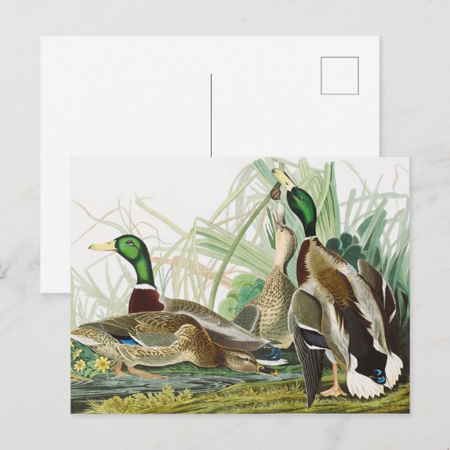 Vintage Audubon Mallard Duck Wildlife Art Postcard (Front/Back)