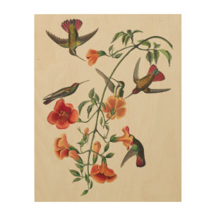 Vintage Audubon Mango Hummingbirds Flowers Wood Wall Art