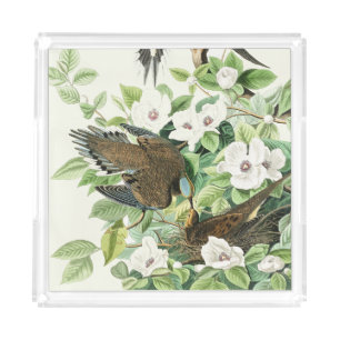 Vintage Audubon Mourning Dove Bird Flower Art Acrylic Tray