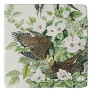 Vintage Audubon Mourning Dove Bird Flower Art Trivet
