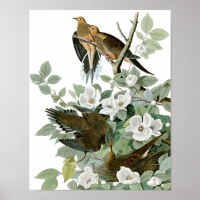 Vintage Audubon Mourning Dove Poster Print