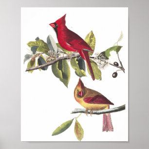 Vintage Audubon Northern Cardinal Painting Poster