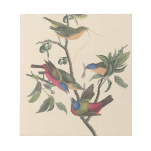Vintage Audubon Painted Bunting Colorful Bird Art Notepad