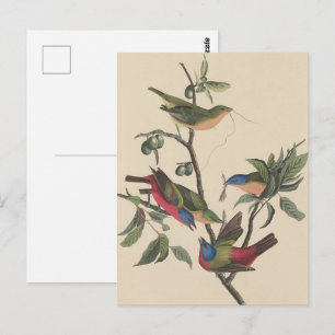 Vintage Audubon Painted Bunting Colorful Bird Art Postcard