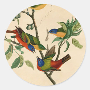 Vintage Audubon Painting Bunting Bird Painting  Classic Round Sticker