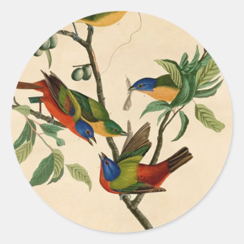 Vintage Audubon Painting Bunting Bird Painting  Classic Round Sticker