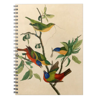 Vintage Audubon Painting Bunting Bird Painting Notebook