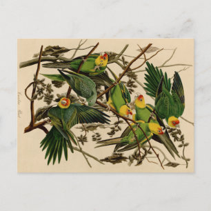 Vintage Audubon Parrot Postcard