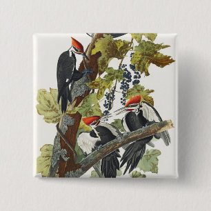 Vintage Audubon Pileated Woodpecker Bird Art Button