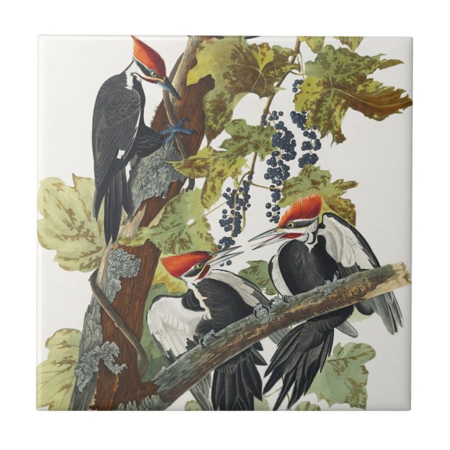Vintage Audubon Pileated Woodpecker Bird Art Ceramic Tile (Front)